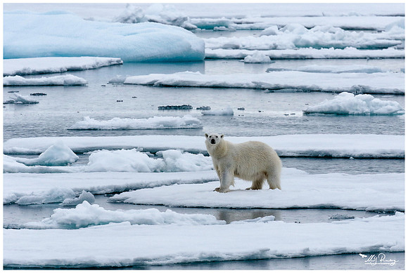 Polar Bear (IJsbeer) at Vibebukta, at the south west coast of the Nordaustlandet Island.