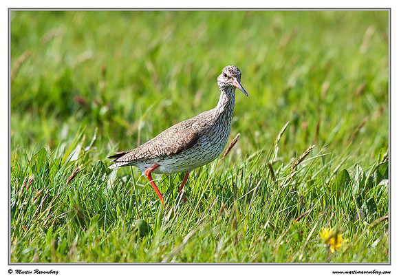 Common Redshank (Tureluur) at the island Terschelling in the Wadden Sea