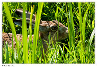 Hares & Rabbits