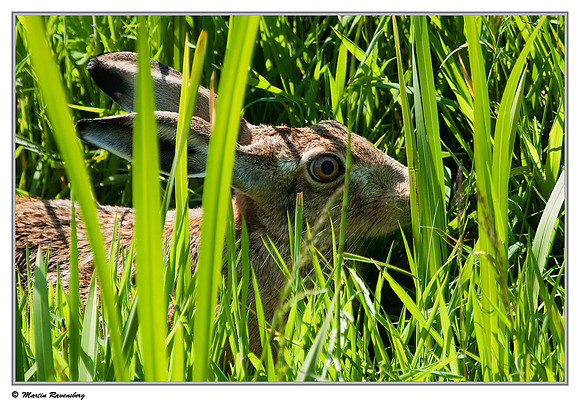 European Hare (Haas) at the Berkenwoudse Lage Boezem near Berkenwoude