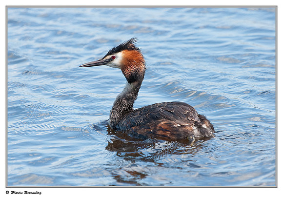 Great Crested Grebe (Fuut) near Hazerswoude in the meadow birds reserve De Wilck