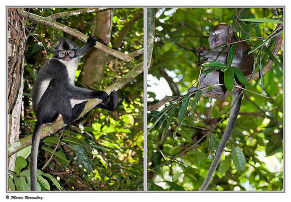 Thomas's Leaf Monkey & Long-tailed Macaque in the Gunung Leuser National Park at Bukit Lawang
