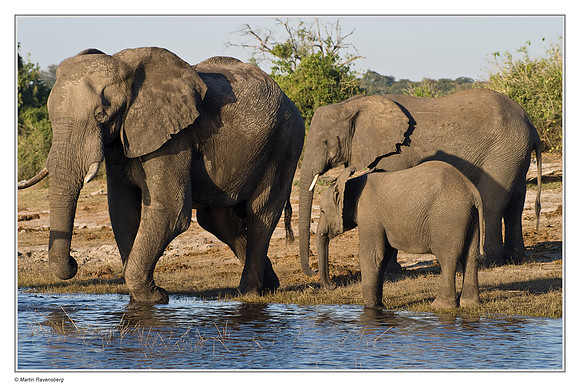 Savanna Elephants (A large bull and a female with a calf)