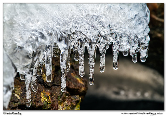 Ice sculptures at the Oostvaardersplassen -  Flevoland