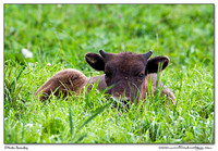 Wisent