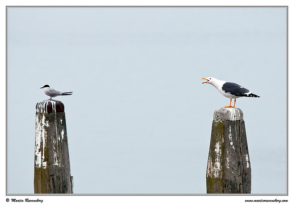 Common Tern (Visdiefje) and a Lesser Black-backed Gull (Kleine Mantelmeeuw) at the island Terschelling in the Wadden Sea