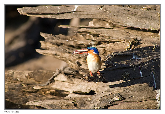 Malachite Kingfisher