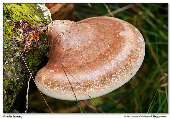 Birch Polypore / Berkezwam (Piptoporus betulinus) at the Hoge Veluwe National Park