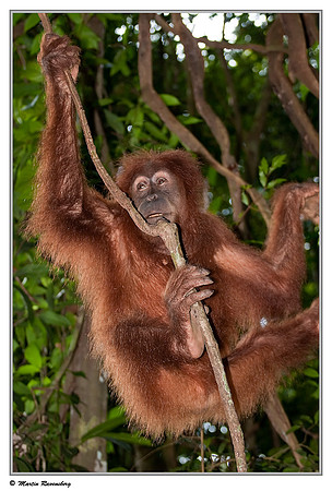 Sumatran Orang-Utan in the Gunung Leuser National Park at Bukit Lawang