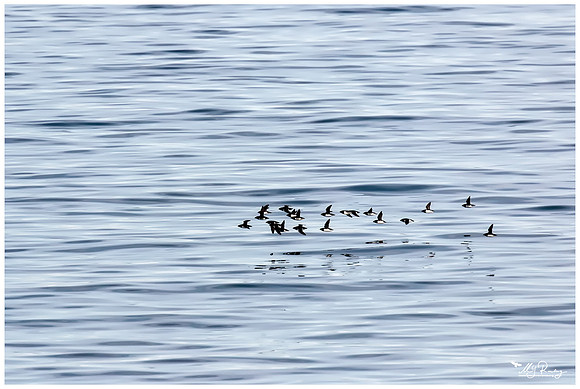 Little Auk (Kleine Alk) near Moffen Island.