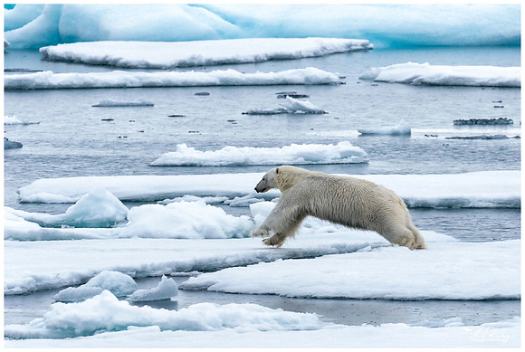 Polar Bear (IJsbeer) at Vibebukta, at the south west coast of the Nordaustlandet Island.