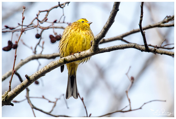 Yellowhammer (Geelgors) in Matsalu National Park