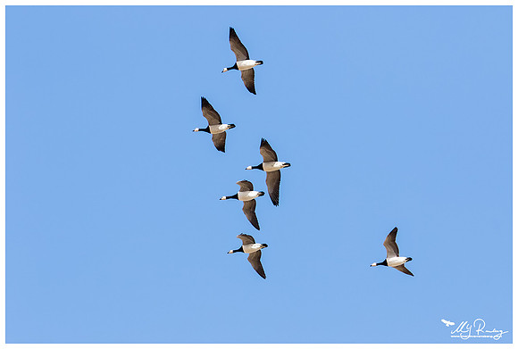 Barnacle Goose (Brandgans) in Matsalu National Park