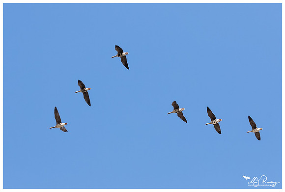 Brent Goose (Kolgans) in Matsalu National Park