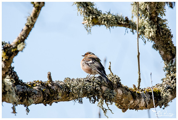 Chaffinch (Vink) in Matsalu National Park