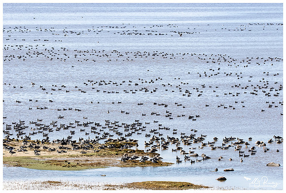 Barnacle Goose (Brandgans) in Matsalu National Park