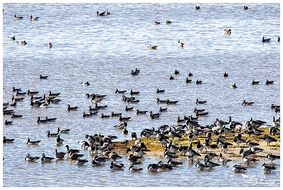 Barnacle Goose (Brandgans) in Matsalu National Park