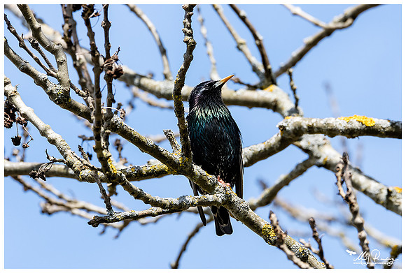 Starling (Spreeuw) in Matsalu National Park