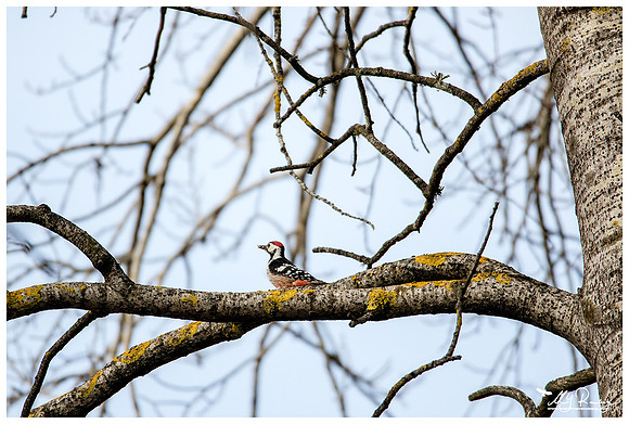 White-backed Woodpecker (Witrugspecht) in Matsalu National Park