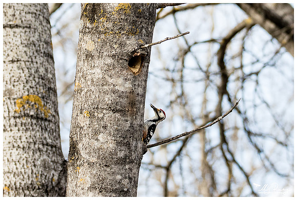 White-backed Woodpecker (Witrugspecht) in Matsalu National Park