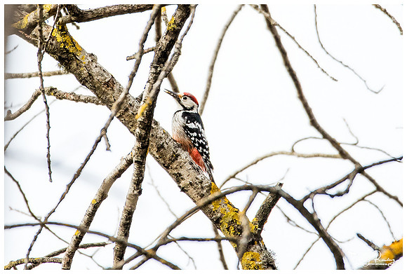 White-backed Woodpecker (Witrugspecht) in Matsalu National Park