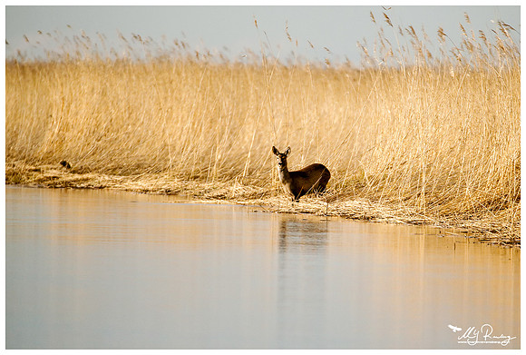 Roe Deer (Ree) at the Kasari River in Matsalu National Park