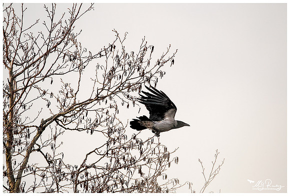 Hooded Crow (Bonte Kraai) at the Kasari River in Matsalu National Park