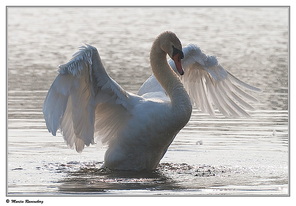 Mute Swan (Knobbelzwaan) near Hazerswoude, Spookverlaat - Amalia Hut