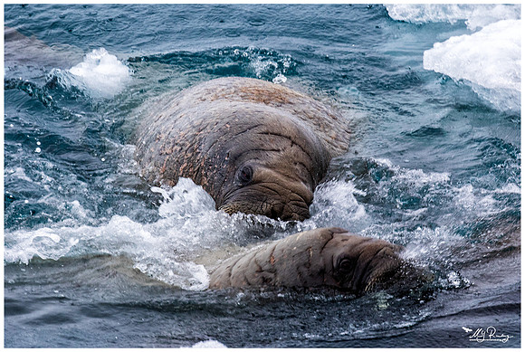 Walrus at Torellneset at the south west coast of the Nordaustlandet Island.