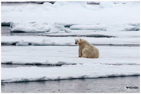 Polar Bear (IJsbeer) at Vibebukta, at the south west coast of the Nordaustlandet Island.