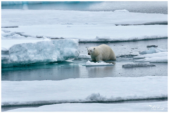 Polar Bear (IJsbeer) at Vibebukta, at the south west coast of the Nordaustlandet Island.