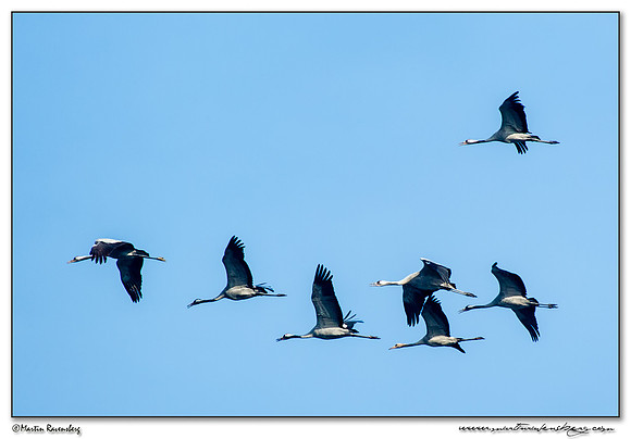 Common Crane (Kraanvogel) near Linum and surrounding areas