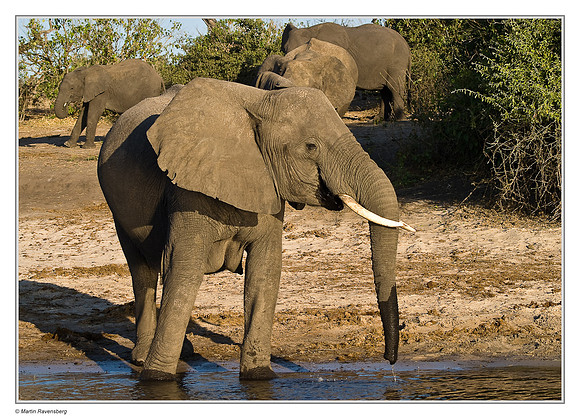 Savanna Elephant