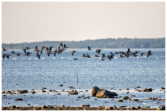 Barnacle Goose (Brandgans) in Matsalu National Park