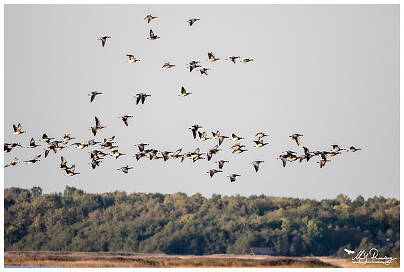 Barnacle Goose (Brandgans) in Matsalu National Park