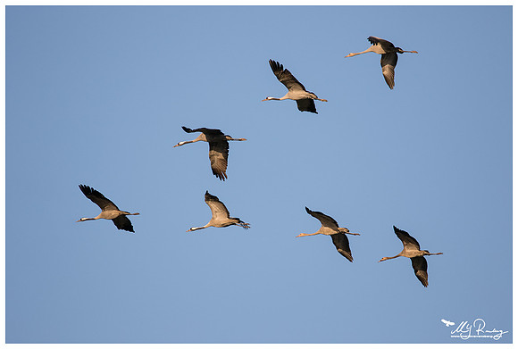 Common Crane (Kraanvogel) in Matsalu National Park