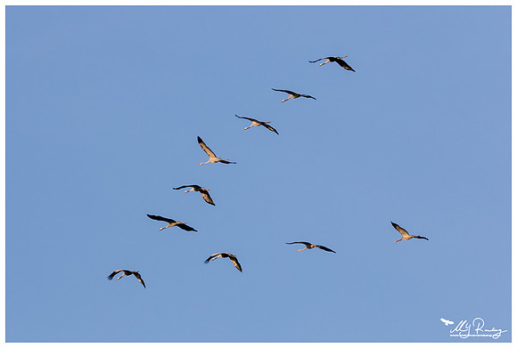 Common Crane (Kraanvogel) in Matsalu National Park