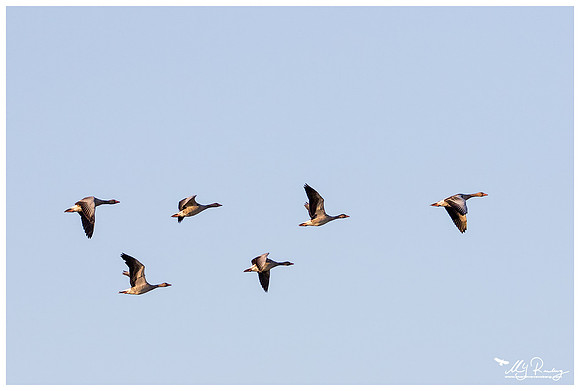 (Taiga) Bean Goose (Rietgans) in Matsalu National Park
