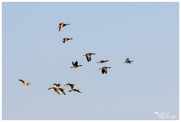 (Taiga) Bean Goose (Rietgans) in Matsalu National Park