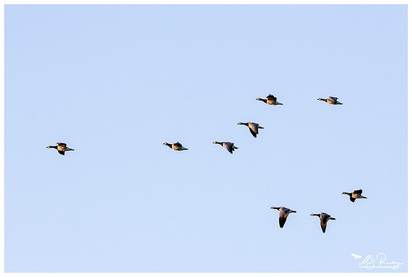 Barnacle Goose (Brandgans) in Matsalu National Park