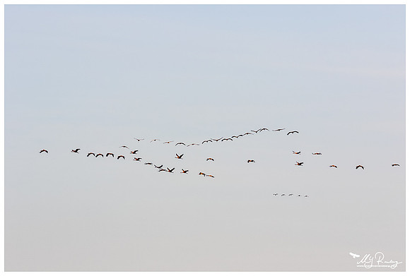 Common Crane (Kraanvogel) in Matsalu National Park