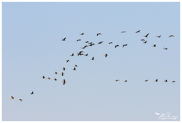 Common Crane (Kraanvogel) in Matsalu National Park