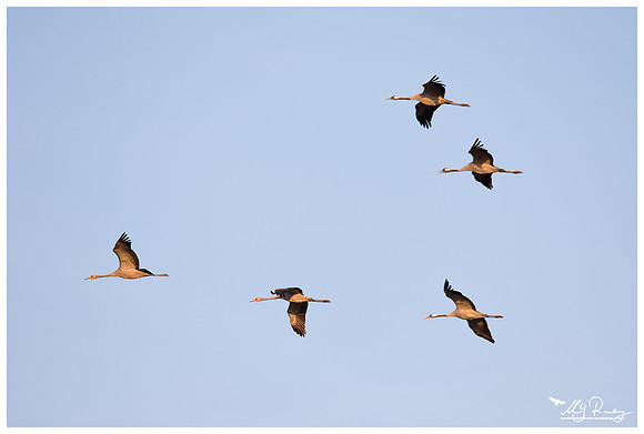 Common Crane (Kraanvogel) in Matsalu National Park