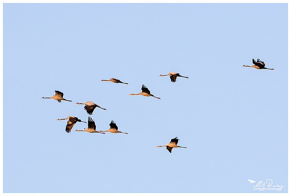Common Crane (Kraanvogel) in Matsalu National Park