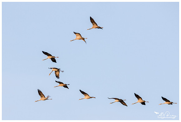 Common Crane (Kraanvogel) in Matsalu National Park