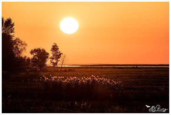 Sunset in Matsalu National Park
