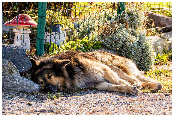 'It's a dog's life'  :)