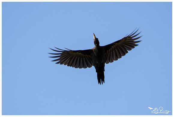 Black Woodpecker (Zwarte Specht) in Matsalu National Park