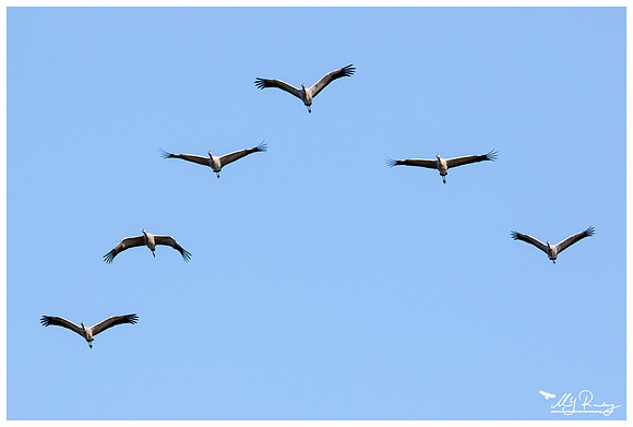 Common Crane (Kraanvogel) in Matsalu National Park