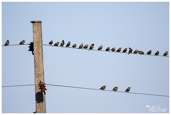 Starling (Spreeuw) in Matsalu National Park